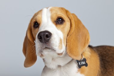 gri arka planı izole sevimli yavru beagle köpek. Stud