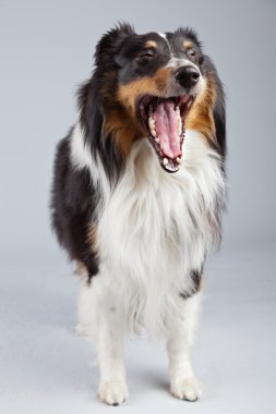 kenar kömür ocağı köpeği siyah kahverengi ve beyaz gri ba karşı izole