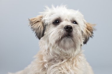 witte boomer hond geïsoleerd tegen een grijze achtergrond. Studio portra