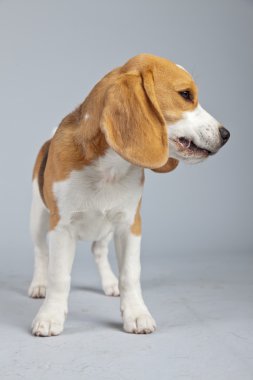 gri arka planı izole sevimli yavru beagle köpek. Stud