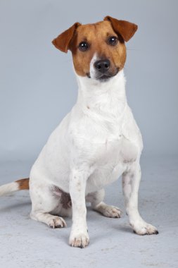 jack Russell terrier köpek beyaz karşı izole kahverengi lekeler ile