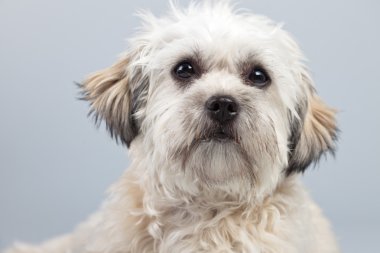 witte boomer hond geïsoleerd tegen een grijze achtergrond. Studio portra