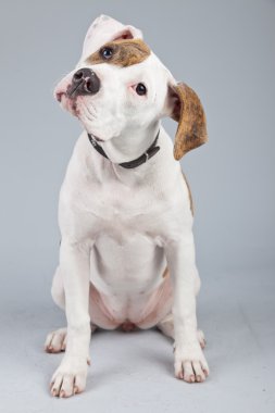 köpek Amerikan bulldog gre karşı izole kırmızı benekli beyaz
