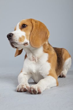 gri arka planı izole sevimli yavru beagle köpek. Stud