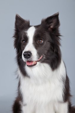 gri arka planı izole güzel kenar kömür ocağı köpek. St