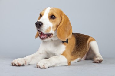 gri arka planı izole sevimli yavru beagle köpek. Stud