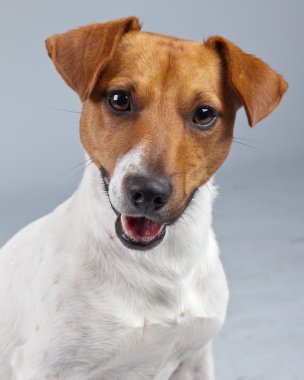 jack Russell terrier köpek beyaz karşı izole kahverengi lekeler ile