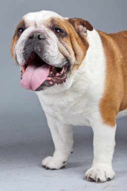 İngilizce bulldog beyaz ile gri bac karşı izole kahverengi lekeler