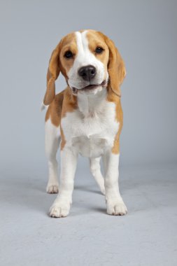 gri arka planı izole sevimli yavru beagle köpek. Stud