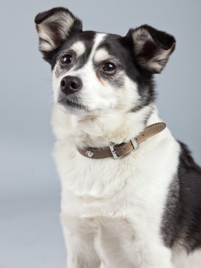 gri arka planı izole karışık cins köpek siyah ve beyaz