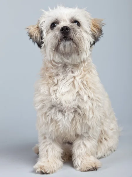 Branco boomer cão isolado contra fundo cinza. Retrato de estúdio — Fotografia de Stock