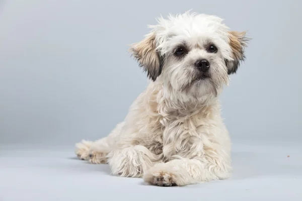 Weißer Boomer-Hund isoliert vor grauem Hintergrund. Atelierportra — Stockfoto
