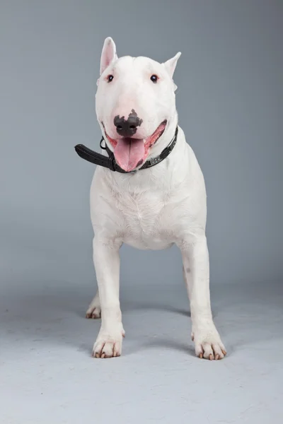 ・ ブル ・ テリア犬が灰色の背景に対して隔離されます。スタジオ ポートラ — ストック写真