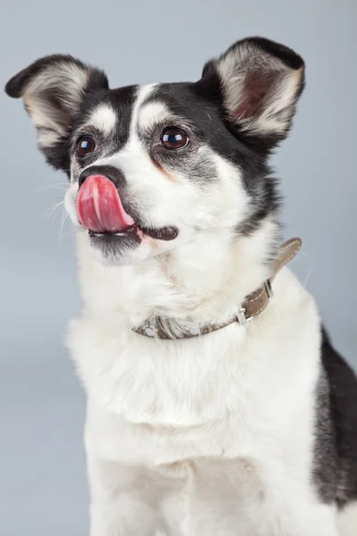 Mixed breed dog black and white isolated against grey background — Stock Photo, Image