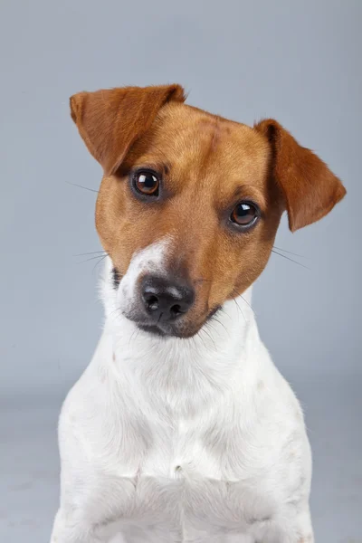 Jack russell Terriër hond wit met bruine vlekken geïsoleerd tegen — Stockfoto