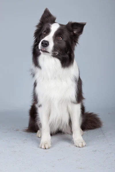 Hermoso perro collie frontera aislado sobre fondo gris. St. — Foto de Stock