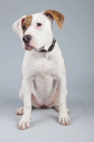 Puppy american bulldog white with red spots isolated against gre — Stock Photo, Image