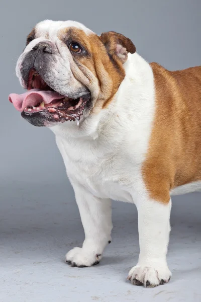 Bulldog anglais blanc avec des taches brunes isolées contre le bac gris — Photo