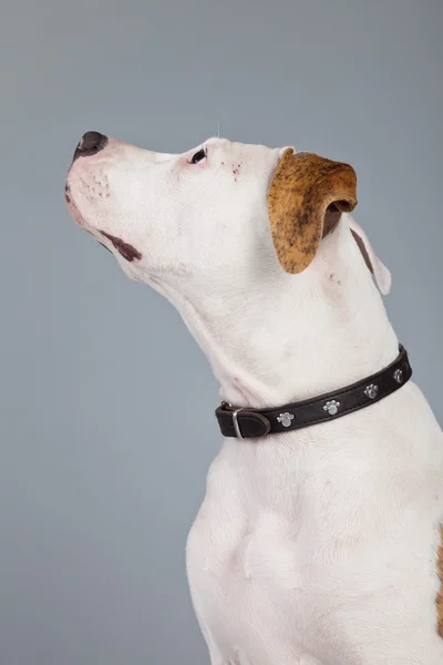 Bulldog americano filhote de cachorro branco com manchas vermelhas isoladas contra o gre — Fotografia de Stock