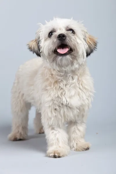 White boomer dog isolated against grey background. Studio portra — Stock Photo, Image