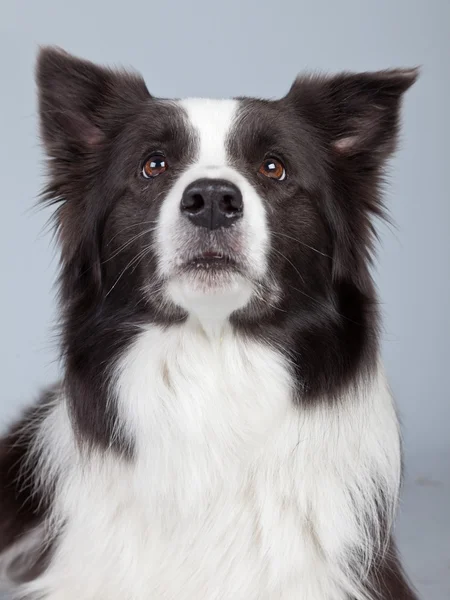 美しいボーダー ・ コリー犬が灰色の背景に対して隔離されます。st — ストック写真
