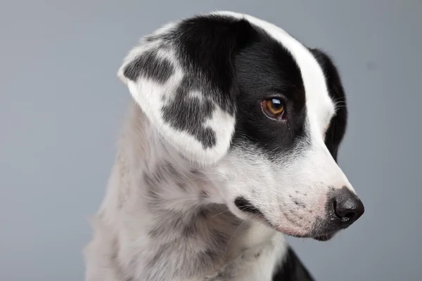 Mixed breed black and white spotted dog isolated against grey ba — Stock Photo, Image