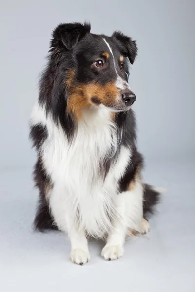 Border collie dog black brown and white isolated against grey ba — Stock Photo, Image