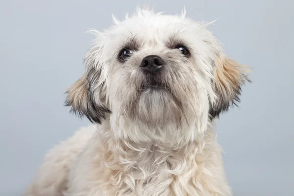 White boomer dog isolated against grey background. Studio portra — Stock Photo, Image