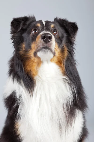 Border collie dog black brown and white isolated against grey ba — Stock Photo, Image