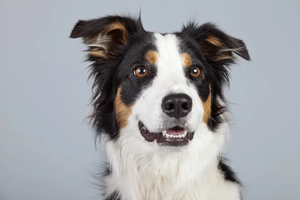 Border collie dog black brown and white isolated against grey ba — Stock Photo, Image