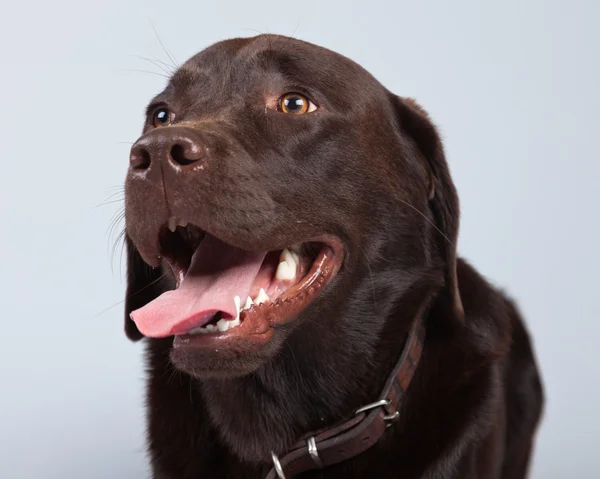 Brown labrador dog isolated against grey background. Studio port — Stock Photo, Image