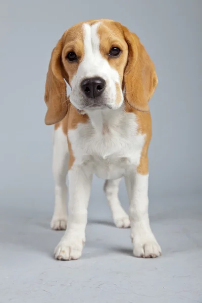 Cão beagle filhote adorável isolado contra fundo cinza. Garanhão — Fotografia de Stock