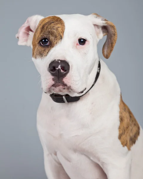 Kiskutya amerikai bulldog fehér piros foltok ellen gre elszigetelt — Stock Fotó
