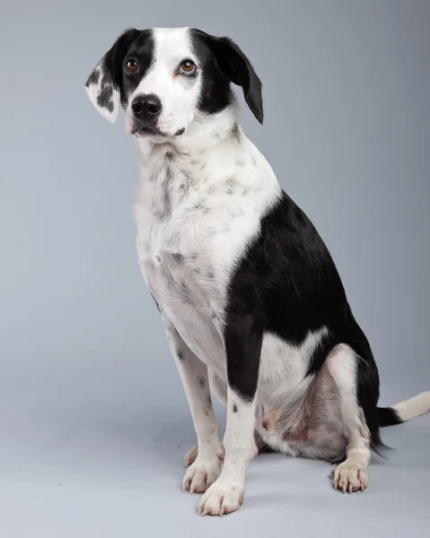 Mixed breed black and white spotted dog isolated against grey ba — Stock Photo, Image