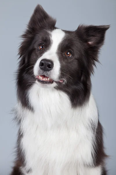 Gri arka planı izole güzel kenar kömür ocağı köpek. St — Stok fotoğraf