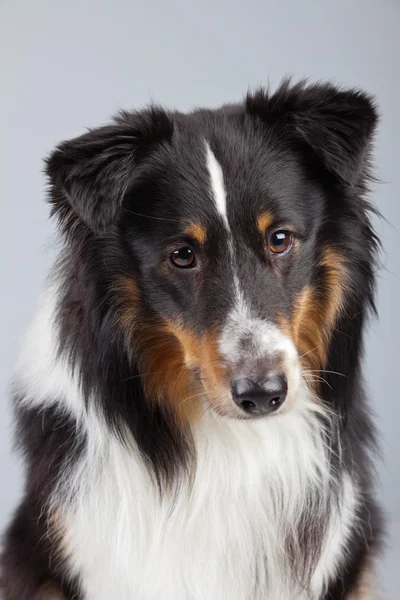 Frontera collie perro negro marrón y blanco aislado contra gris ba —  Fotos de Stock