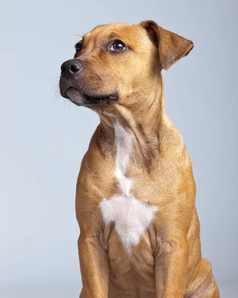 Adorable puppy boxer hond geïsoleerd tegen een grijze achtergrond. Studi — Stockfoto