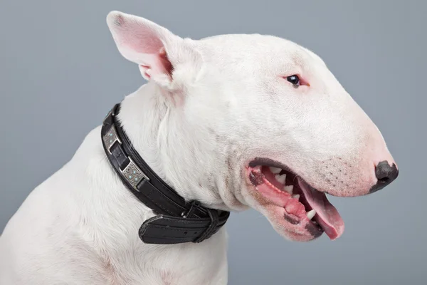 Bullterrierhund isoliert vor grauem Hintergrund. Atelierportra — Stockfoto