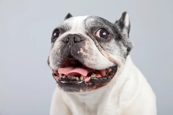 Alte französische Bulldogge schwarz-weiß isoliert gegen grauen Hintern — Stockfoto