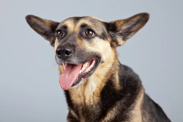 Lustiger Mischlingsschäferhund mit großen Ohren isoliert gegen Gr — Stockfoto