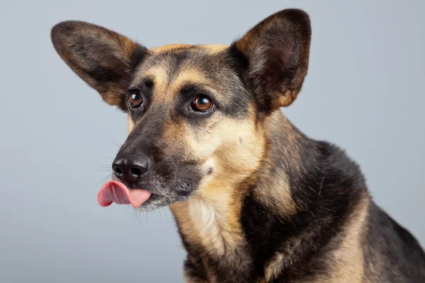 Funny mixed breed shepherd dog with big ears isolated against gr — Stock Photo, Image