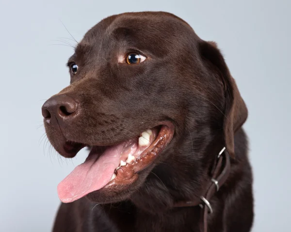 Gri arka planı izole kahverengi labrador köpek. Studio bağlantı noktası — Stok fotoğraf