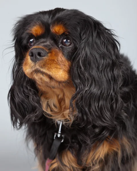 Starszy cavalier king charles spaniel czarny i brązowy na białym tle ag — Zdjęcie stockowe