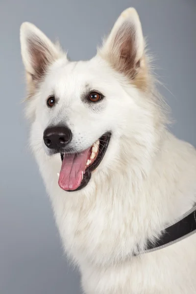 Young white swiss shepherd dog isolated against grey background. — Stock Photo, Image