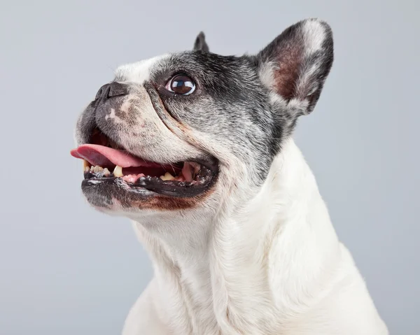 Oude Franse bulldog zwart en wit geïsoleerd tegen grijs backgro — Stockfoto