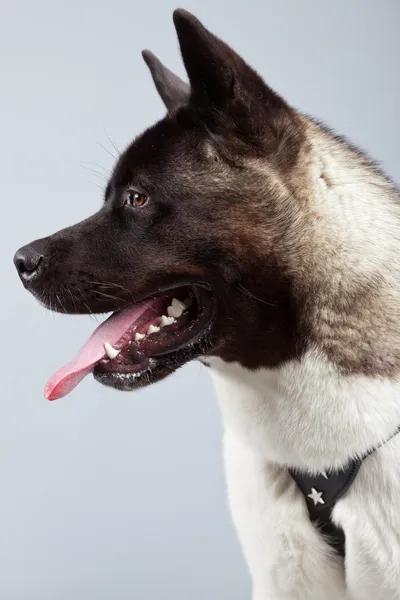 アメリカの秋田犬は、灰色の背景に対して隔離されます。スタジオ ポート — ストック写真