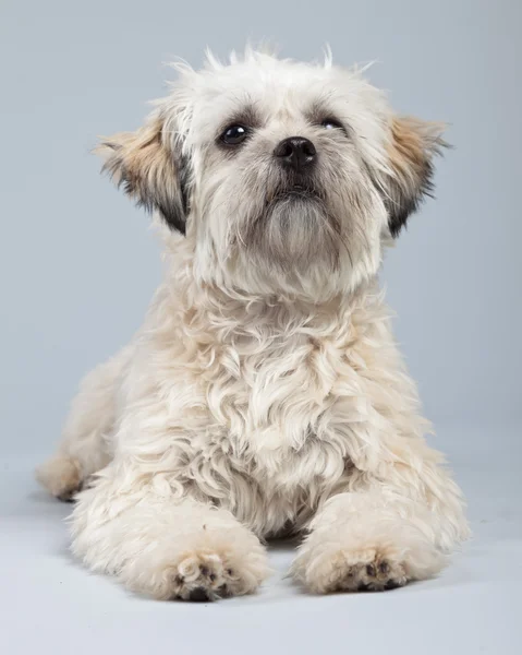 Branco boomer cão isolado contra fundo cinza. Retrato de estúdio — Fotografia de Stock