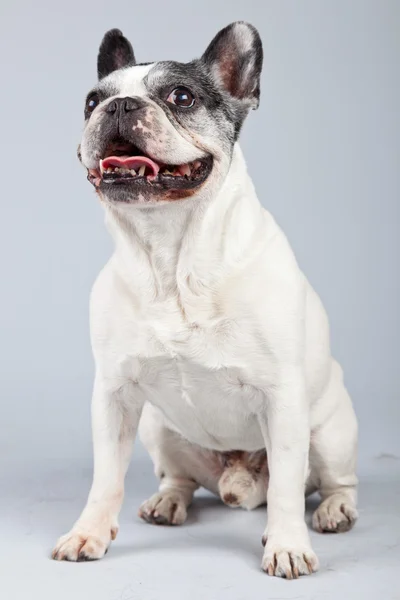 Eski Fransız bulldog siyah ve beyaz gri backgro karşı izole — Stok fotoğraf