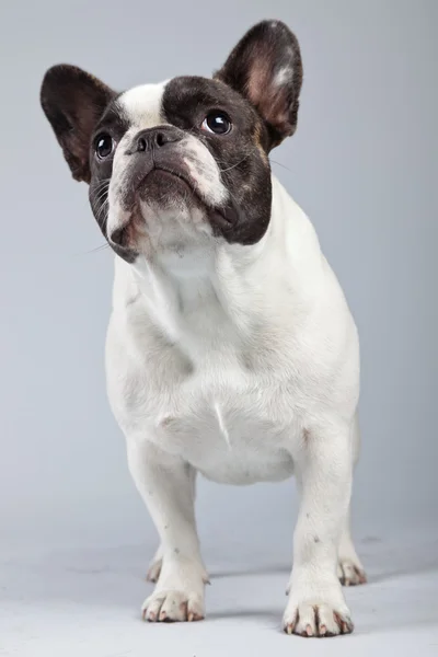 Buldogue francês preto e branco isolado contra fundo cinza . — Fotografia de Stock