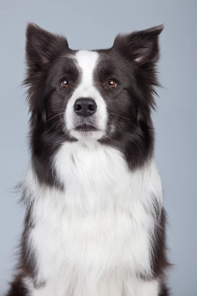 Beautiful border collie dog isolated against grey background. St — Stock Photo, Image